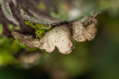 Melanohalea exasperata