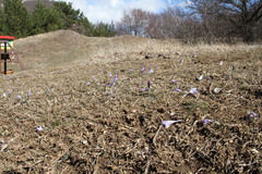 Crocus tauricus