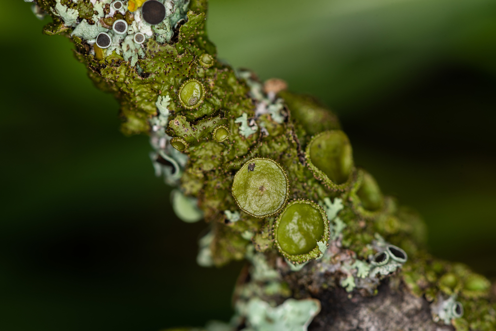 Melanohalea exasperata