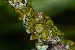 Melanohalea exasperata