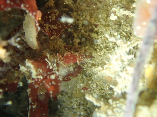 Representative image of Bopyrina