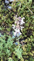 Nepeta nepetella