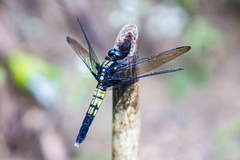 Orthetrum melania melania