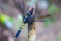 Orthetrum melania melania