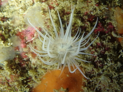 Actinothoe sphyrodeta