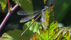 Lestes forcipatus