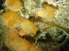 Stolonica socialis