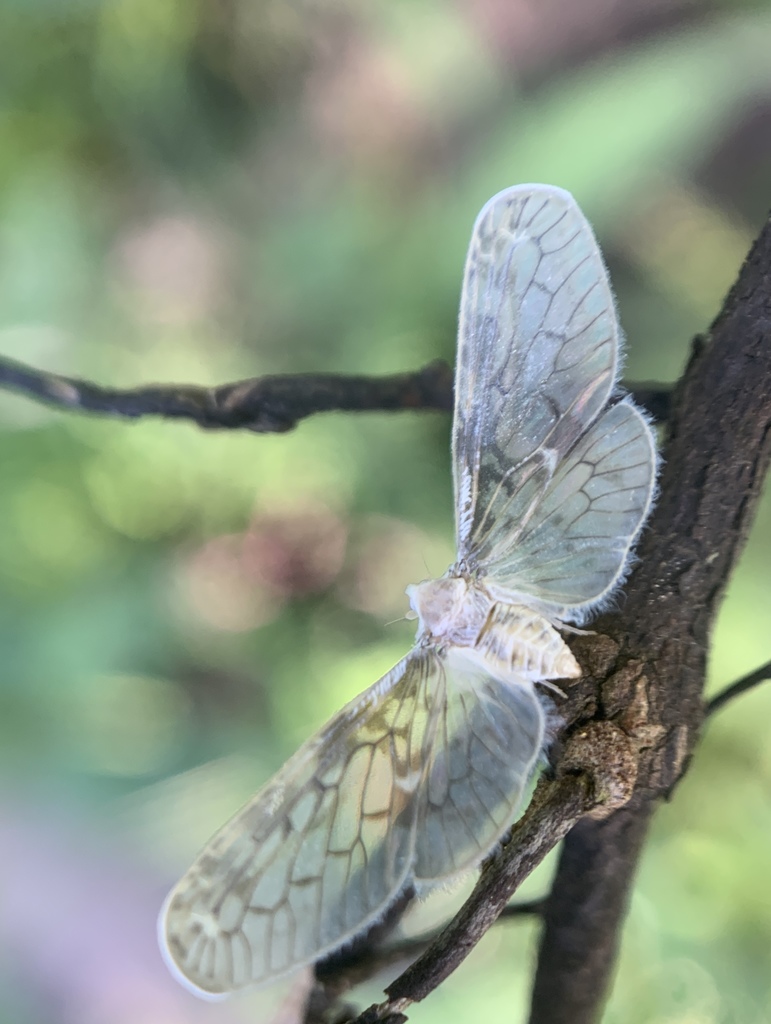Mysidia mississippiensis