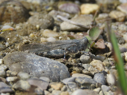 koník belasokrídly (Sphingonotus caerulans)