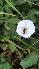 Eristalis arbustorum