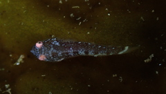 Aspasmogaster costata