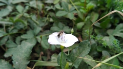 Eristalis arbustorum