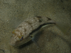 Torquigener squamicauda