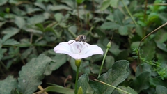 Eristalis arbustorum