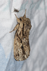 Hyperaeschra pallida