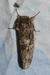 Hyperaeschra pallida