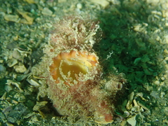 Lutraria lutraria