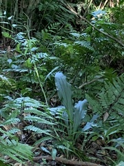 Calanthe triplicata