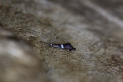 Praemachilis excelsior