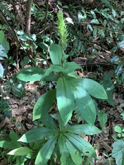 Habenaria pantlingiana