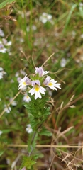 Euphrasia maximowiczii