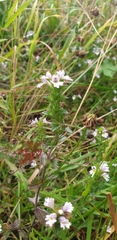 Euphrasia maximowiczii