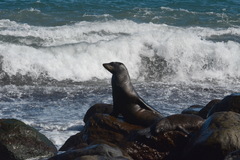 Arctocephalus townsendi