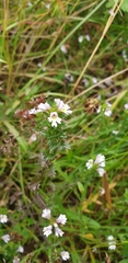 Euphrasia maximowiczii