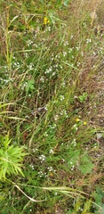Euphrasia maximowiczii