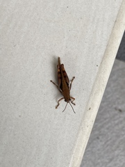 Xenocatantops humilis