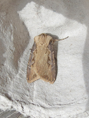 Agrotis obliqua