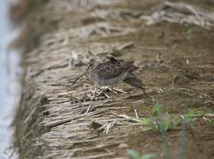 Gallinago megala