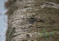 Gallinago megala