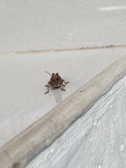 Xenocatantops humilis