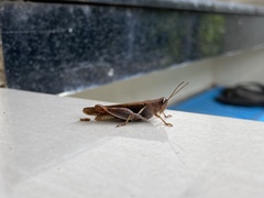 Xenocatantops humilis