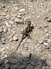 Diploderma polygonatum xanthostomum