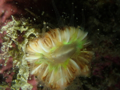 Caryophyllia smithii
