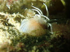 Actinothoe sphyrodeta