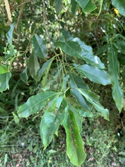 Itea parviflora