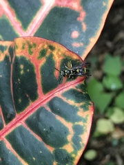 Apodynerus formosensis