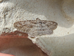 Iridopsis vellivolata