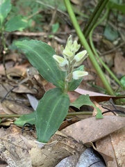Goodyera foliosa