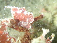 Apletodon dentatus
