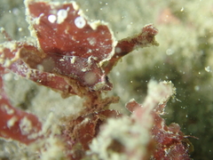 Apletodon dentatus