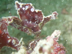Apletodon dentatus