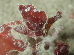 Apletodon dentatus