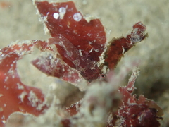 Apletodon dentatus