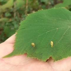Eriophyes tiliae