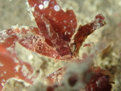 Apletodon dentatus