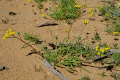 Gymnodiscus linearifolia